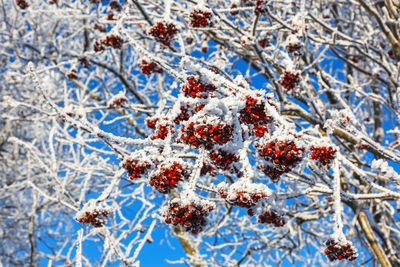 Close-up of frozen plant in winter