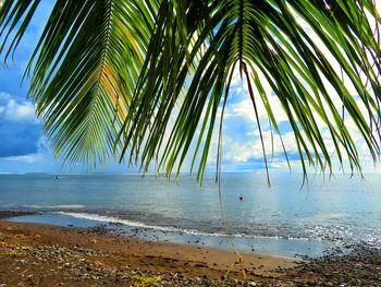 Palm tree by sea against sky