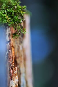 Close-up of moss growing on wood outdoors