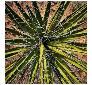 Full frame shot of plant