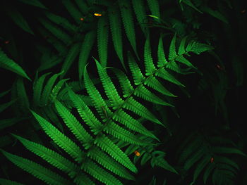 Close-up of fern leaves