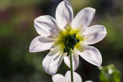 Close-up of flower against blurred background