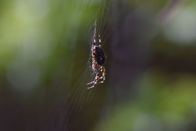 Close-up of spider