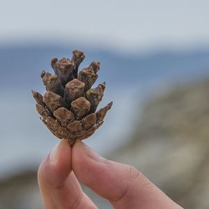 Close-up of cropped hand