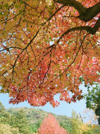 Low angle view of trees against sky