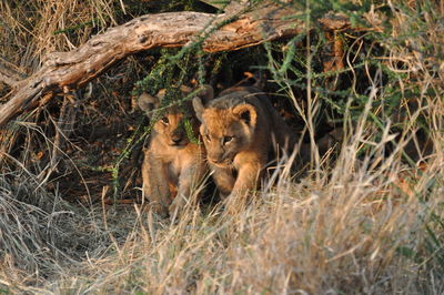Lion cubs on field in forest