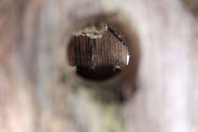 Close-up of lizard