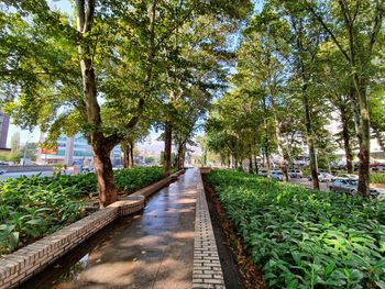 Footpath amidst trees in park