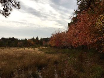 Trees on field against cloudy sky