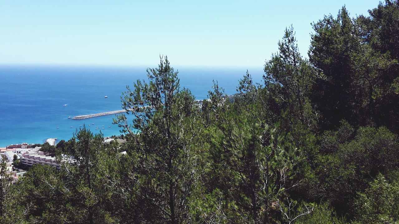 TREES BY SEA AGAINST CLEAR SKY