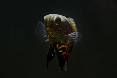 Close-up of fish against black background