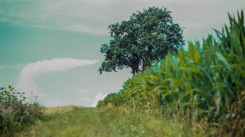 Trees on field against sky