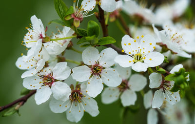 Close-up of white cherry blossoms in spring