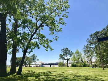 Trees in park at seaside