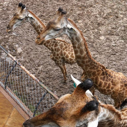 High angle view of giraffe in zoo
