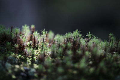 Close-up of plants