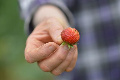 Cropped image of person holding strawberry