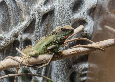 Close-up of lizard on rock