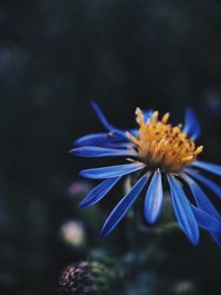 Close-up of purple flowering plant