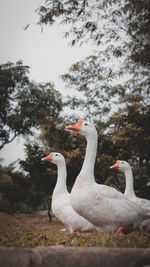 Swans in a field