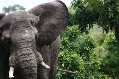 Close-up of elephant