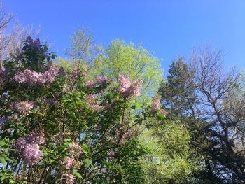 Low angle view of flowering plants against blue sky