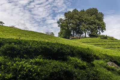 Trees and plants growing on land against sky