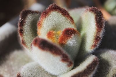 Close-up of cactus