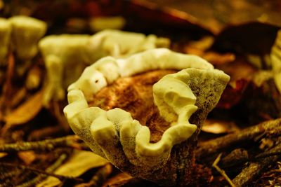 Close-up of mushrooms growing on land