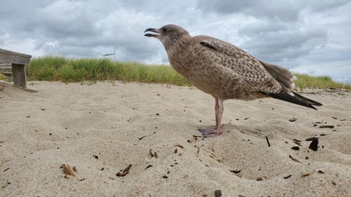 Side view of a bird on sand