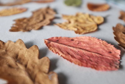 Close-up of leaves on marble