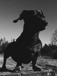 Close-up of dog sitting against sky