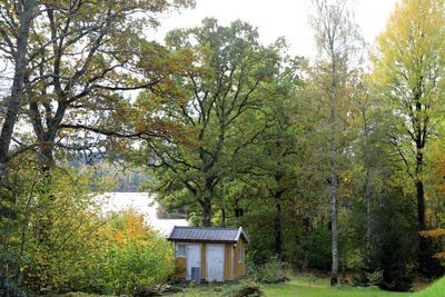 Trees and plants growing on field in forest