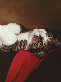 Close-up of dog resting on sofa
