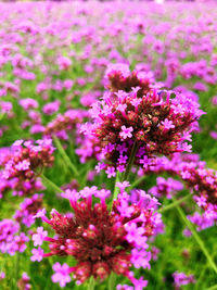 Close-up of pink flowering plants on field