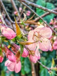 Close-up of pink flowers blooming outdoors