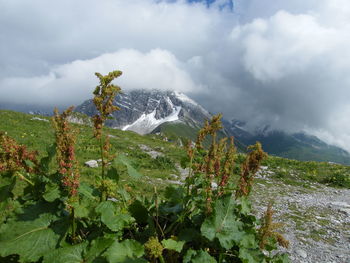 Plants growing on land against sky