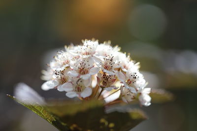 Close-up of white flowering plant