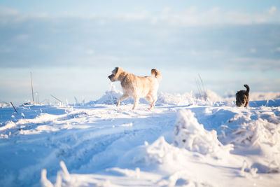 Dog on snow covered land against sky