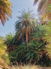 Low angle view of palm trees against sky