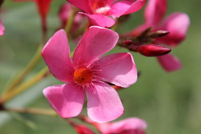 Close-up of pink flowers blooming outdoors