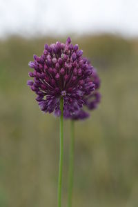 Close-up of purple flowering plant on field