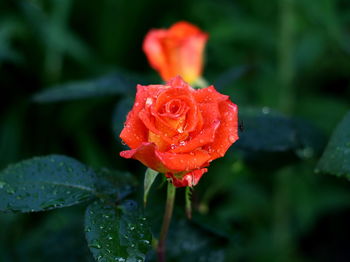 Close-up of wet rose in rain