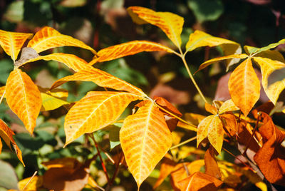 Close-up of yellow maple leaves on branch