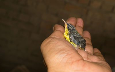 Close-up of hand holding small