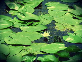 Leaves floating on water