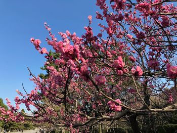 Low angle view of pink cherry blossoms in spring