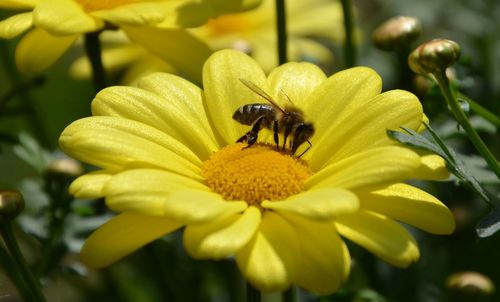 Close-up of insect on yellow flower