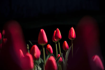 Close-up of red tulips