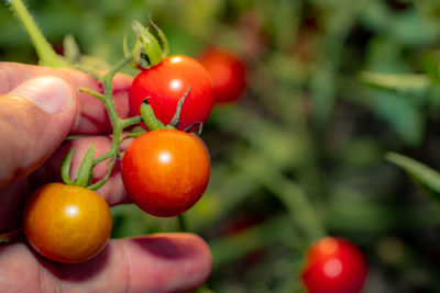 Close-up of hand holding tomatoes